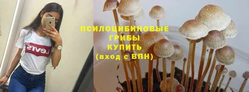 наркота  Севастополь  Галлюциногенные грибы Magic Shrooms 